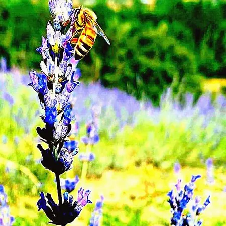Farm stay La Lavandula *