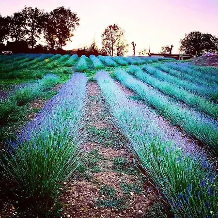 La Lavandula Poppi