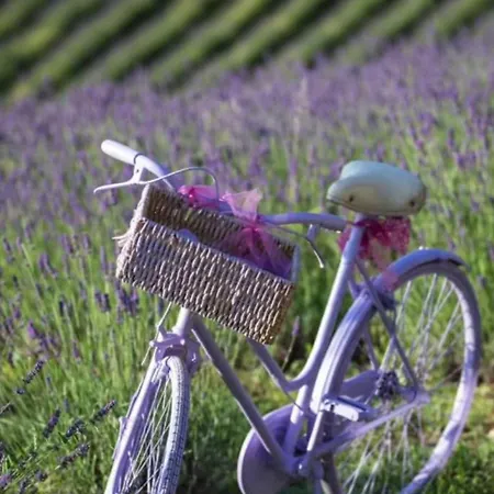 La Lavandula Poppi