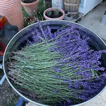 La Lavandula Farm stay