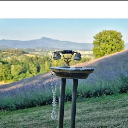 La Lavandula