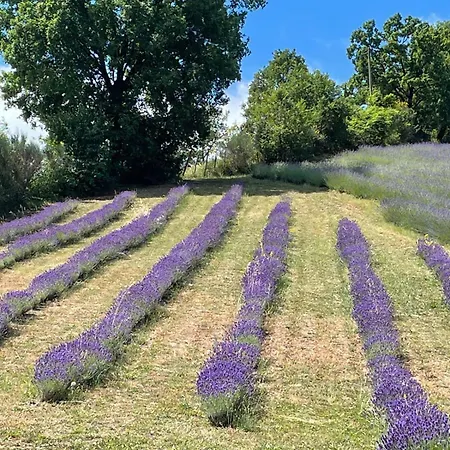 Farm stay La Lavandula Poppi